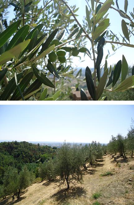 olive oliwki włochy con passione