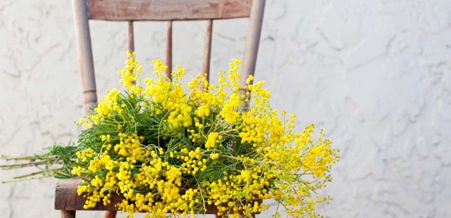 dzień kobiet we Włoszech mimoza język włoski